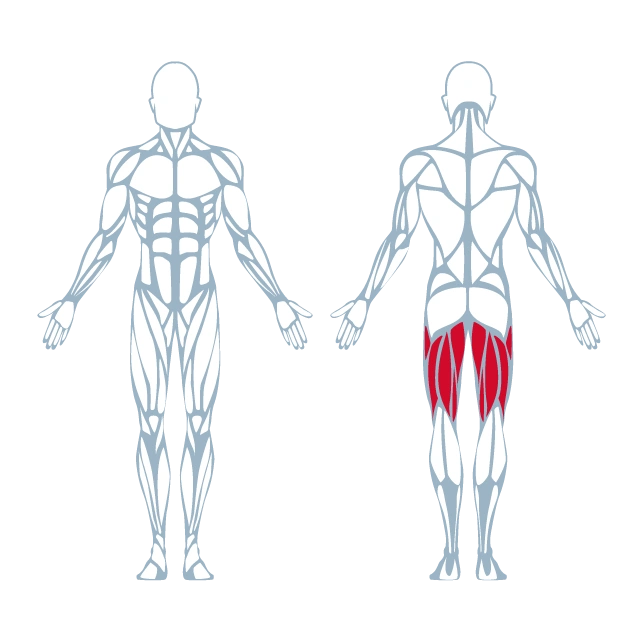 A250 Seated Leg Curl