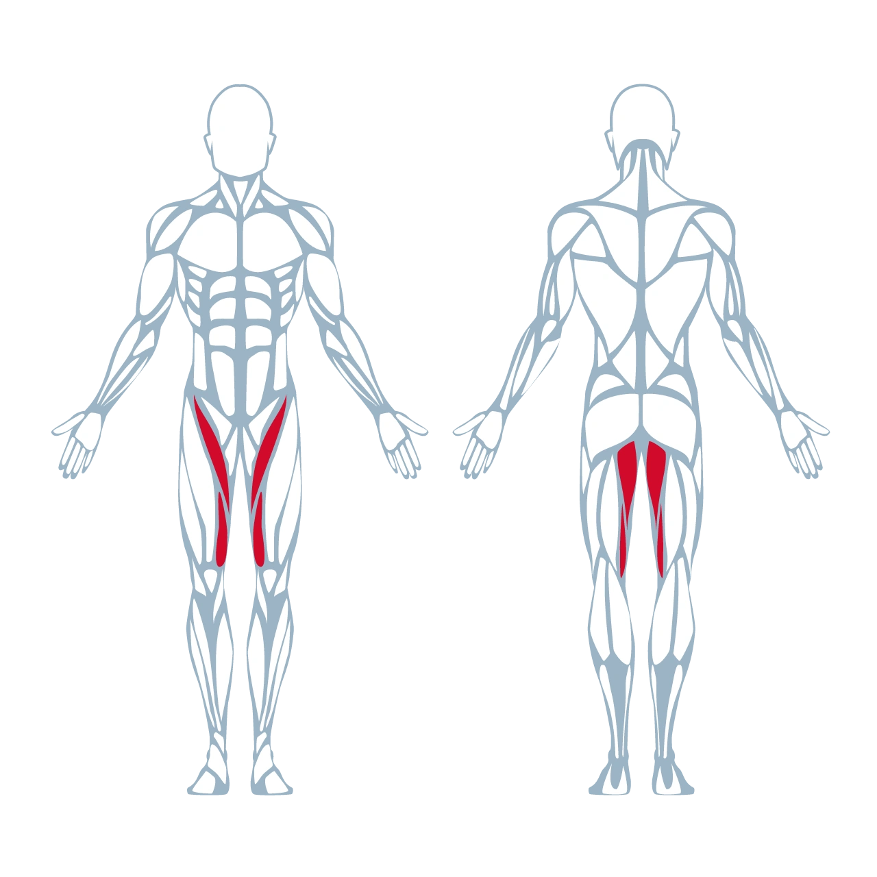 A300 Hip Adductor