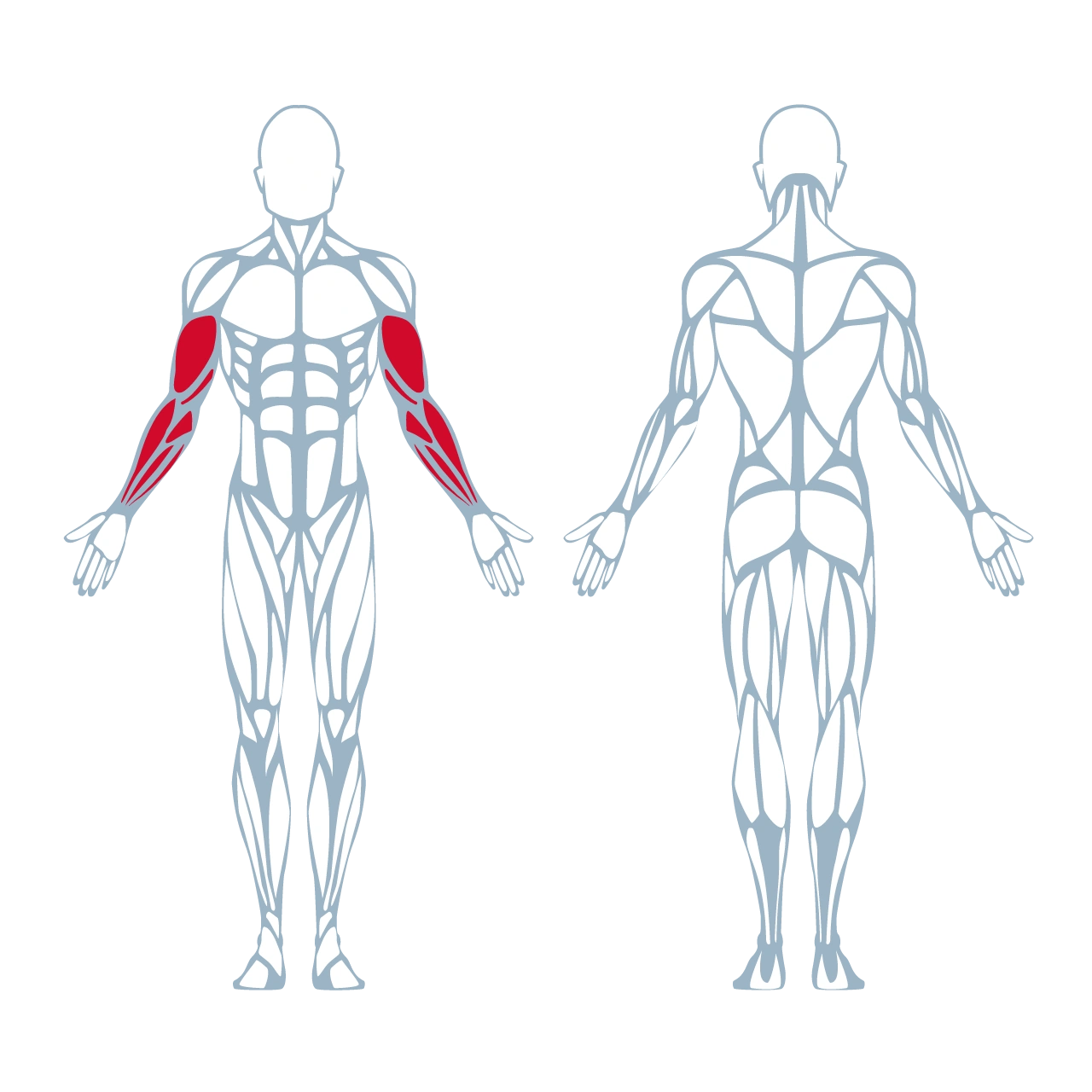 A250 Arm Curl