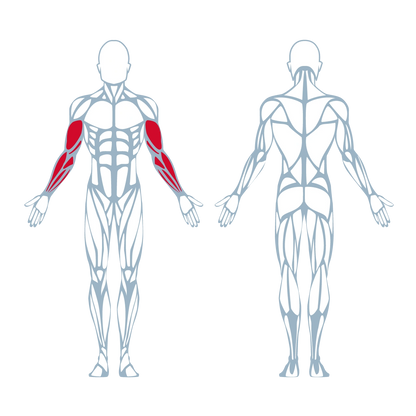 A250 Arm Curl