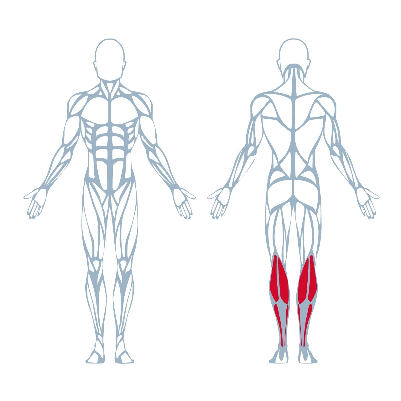 300 Seated Calf