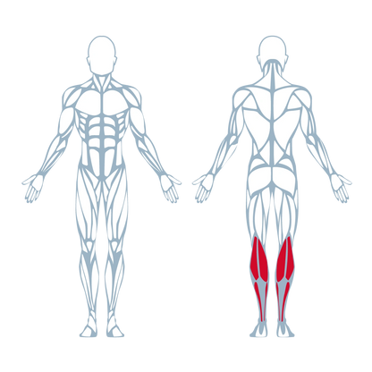 300 Seated Calf